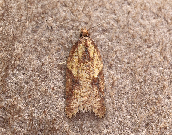 49.078 BF1043 Acleris aspersana