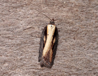 49.080 BF1053 Acleris hastiana