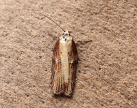49.080 BF1053 Acleris hastiana