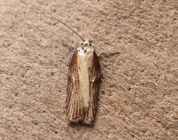 49.080 BF1053 Acleris hastiana