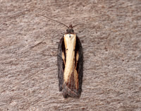 49.080 BF1053 Acleris hastiana