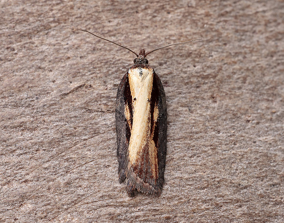49.080 BF1053 Acleris hastiana