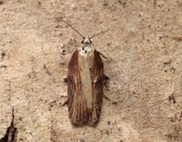 49.080 BF1053 Acleris hastiana