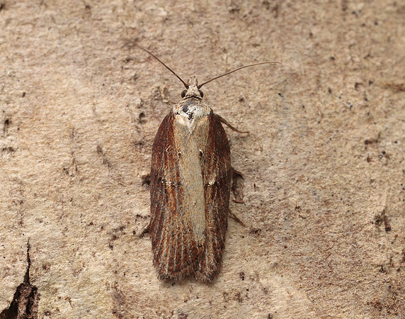 49.080 BF1053 Acleris hastiana