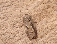 49.082 BF1055 Acleris hyemana