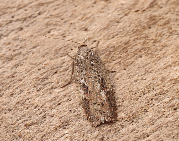 49.082 BF1055 Acleris hyemana