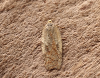 49.083 BF1044 Acleris ferrugana