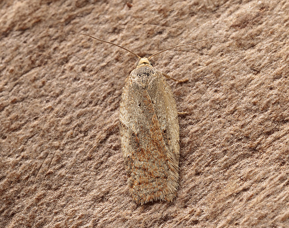 49.083 BF1044 Acleris ferrugana gendet