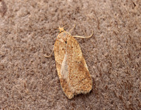 49.083 BF1044 Acleris ferrugana gendet