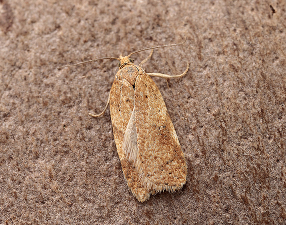 49.083 BF1044 Acleris ferrugana gendet