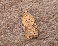 49.084 BF1045 Acleris notana ferrugana