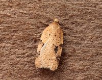 49.084 BF1045 Acleris notana ferrugana