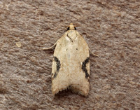 49.084 BF1045 Acleris notana ferrugana