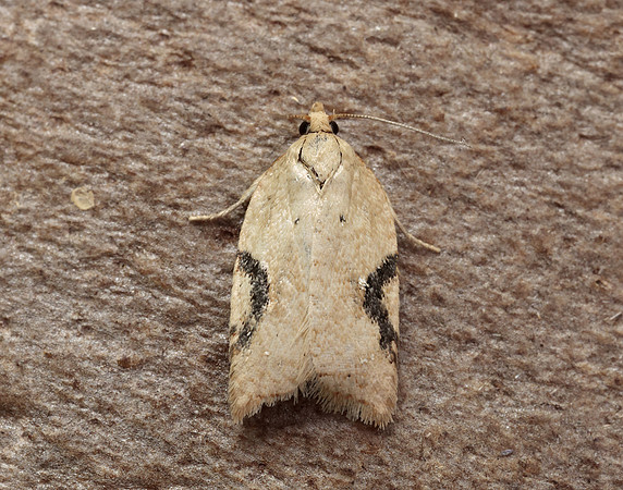 49.084 BF1045 Acleris notana ferrugana