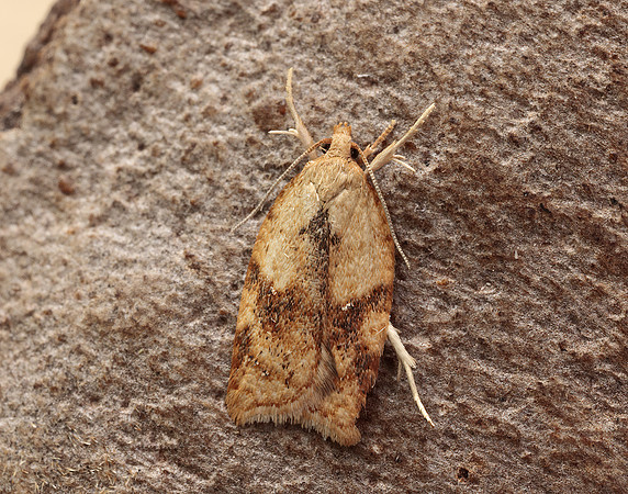 49.084 BF1045 Acleris notana ferrugana