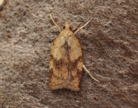 49.084 BF1045 Acleris notana ferrugana