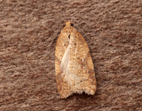 49.084 BF1045 Acleris notana ferrugana