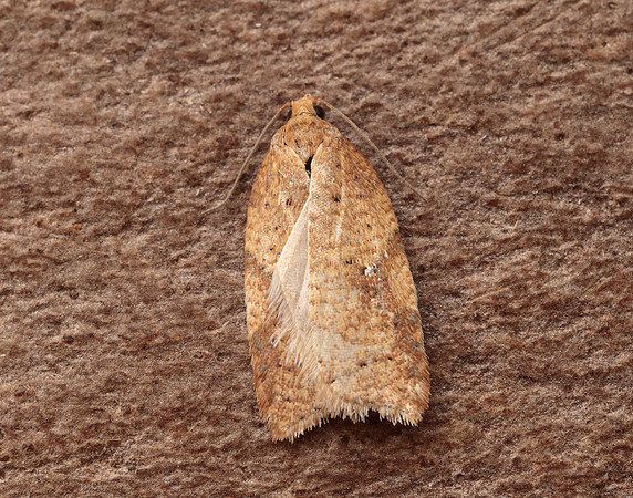 49.084 BF1045 Acleris notana ferrugana