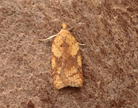 49.084 BF1045 Acleris notana ferrugana
