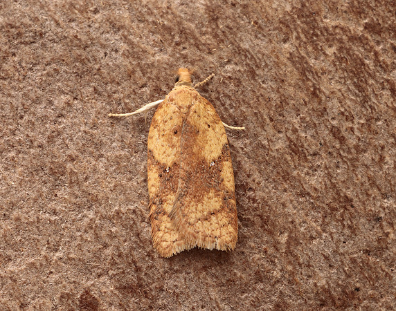 49.084 BF1045 Acleris notana ferrugana