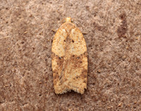 49.084 BF1045 Acleris notana ferrugana