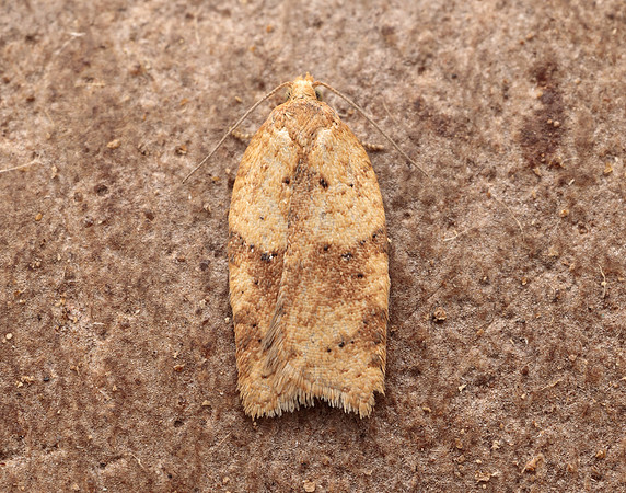 49.084 BF1045 Acleris notana ferrugana