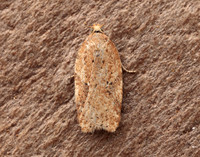 49.084 BF1045 Acleris notana ferrugana