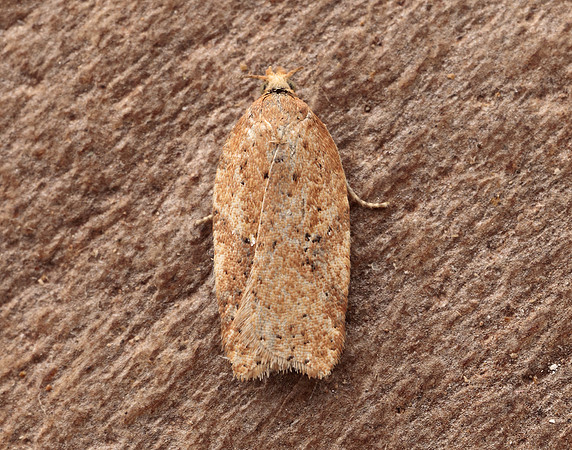 49.084 BF1045 Acleris notana ferrugana