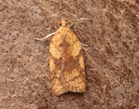 49.084 BF1045 Acleris notana/ferrugana agg