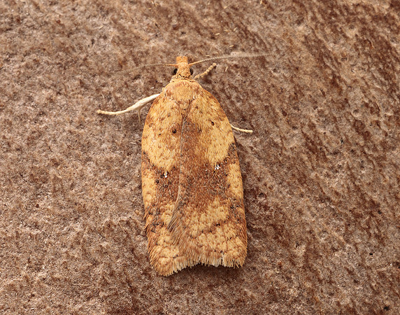 49.084 BF1045 Acleris notana ferrugana