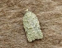 49.087 BF1061 Acleris literana