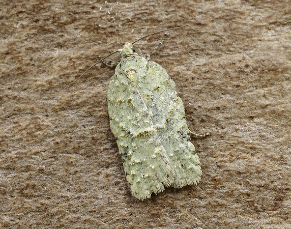 49.087 BF1061 Acleris literana