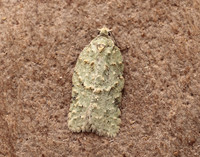 49.087 BF1061 Acleris literana