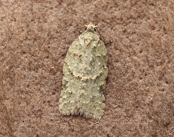 49.087 BF1061 Acleris literana
