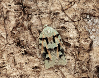 49.087 BF1061 Acleris literana
