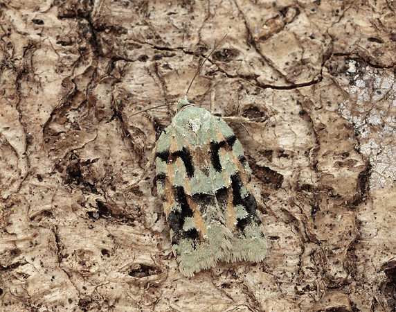 49.087 BF1061 Acleris literana