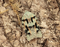 49.087 BF1061 Acleris literana