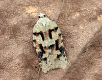 49.087 BF1061 Acleris literana