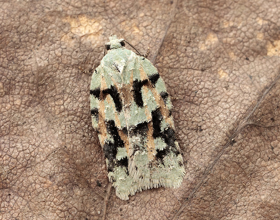 49.087 BF1061 Acleris literana