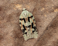 49.087 BF1061 Acleris literana