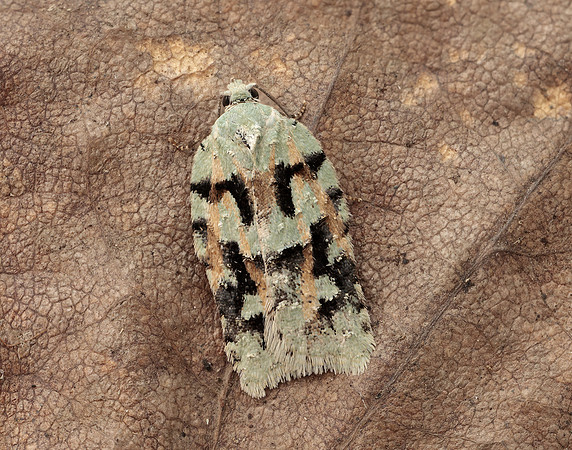 49.087 BF1061 Acleris literana