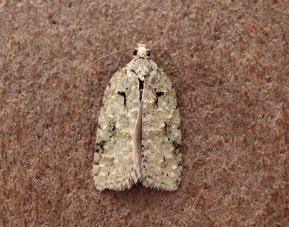 49.087 BF1061 Acleris literana