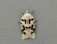49.087 BF1061 Acleris literana