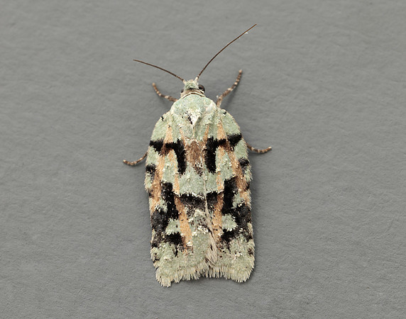 49.087 BF1061 Acleris literana