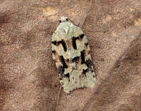 49.087 BF1061 Acleris literana