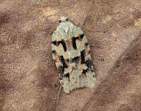 49.087 BF1061 Acleris literana