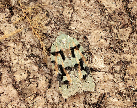 49.087 BF1061 Acleris literana