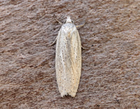49.089 BF1057 Acleris rufana