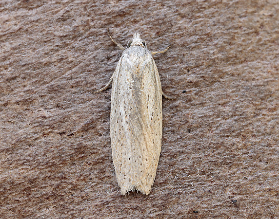 49.089 BF1057 Acleris rufana
