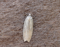 49.089 BF1057 Acleris rufana